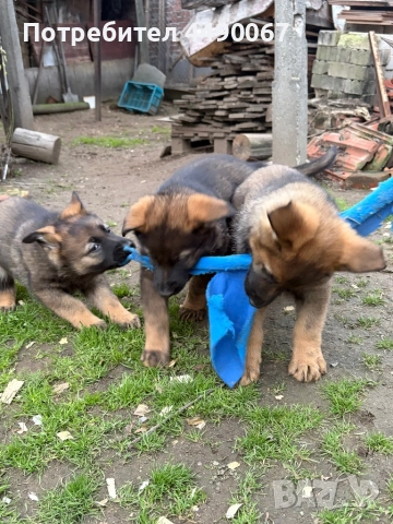 Немска овчарка - сивак, снимка 13 - Немска овчарка - 52977991