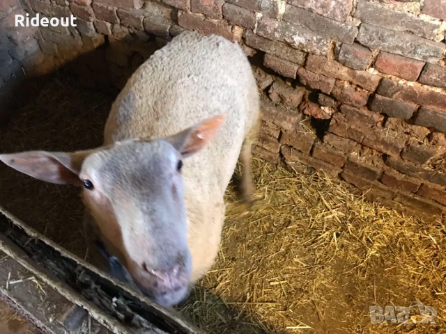 Коч / Овен Мутон Шароле, снимка 2 - Овце - 53096273