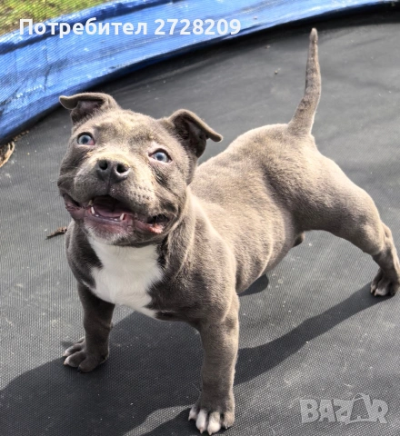 Американско Були Покет/American Bully Pocket , снимка 6 - Питбул - 52860044