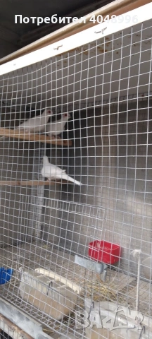 Диамантени гугутки, снимка 9 - други­ - 53929116