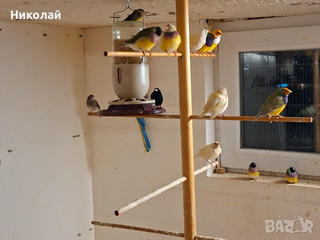 Гулдови Амадини !, снимка 3 - Амадини - 53166764