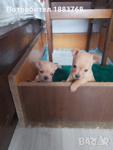 животни мини чихопинчари , снимка 3 - Пинчер - 54267305