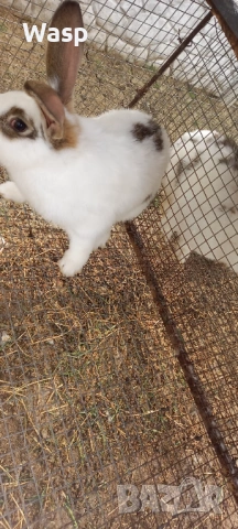 Продавам или заменям , снимка 7 - Чинчили - 54206092