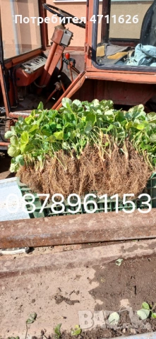 Разсад ягоди и малини , снимка 18 - Разсади - 53281312