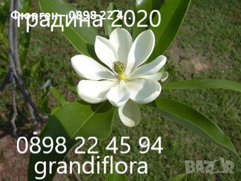 Магнолия - Magnolia НАЛИЧНИ 14 ВИДА Студоустoйчиви, снимка 9 - Градински цветя и растения - 33512293