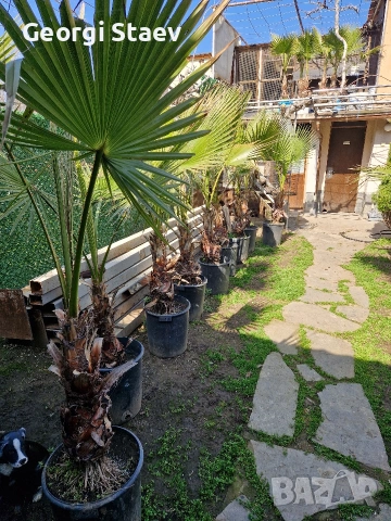 палми вашинктон