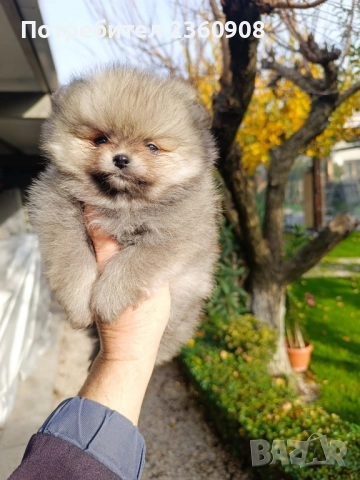 померан, мини померан , снимка 8 - Померан - 52628299