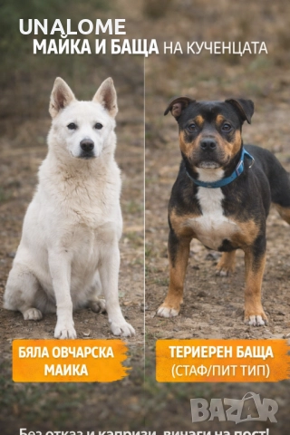 Продаваме кученца – овчарско–териерен тип мелези 🐶, снимка 2 - Други - 52988502