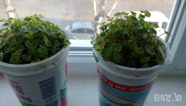 Продавам есенен разсад на Кампанула – синя и бяла, снимка 3 - Разсади - 50508983