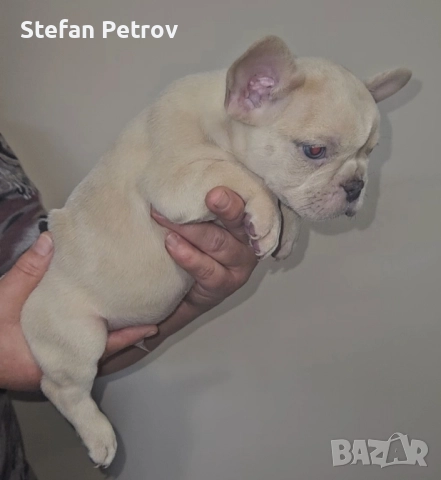 Френски булдог , снимка 4 - Френски булдог - 52351352