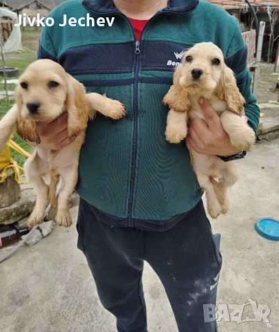 Кокер Шпаньол , снимка 2 - Кокер шпаньол - 53865544