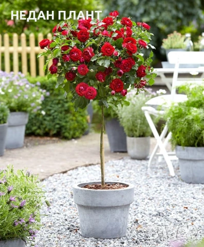 Щамбова роза