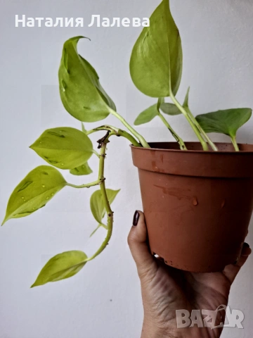 Епипремнум Epipremnum Champs Élysées, снимка 2 - Стайни растения - 53702328