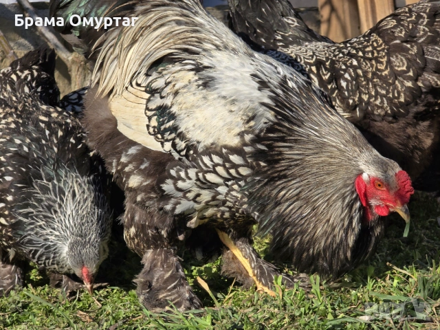 Продавам разплодни яйца от Сребърно кантирана барма (Silver Laced), снимка 16 - Кокошки и пуйки - 53811785