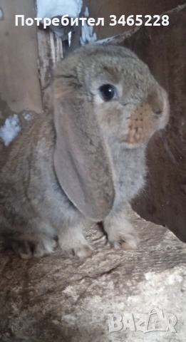 Кочовати зайци, снимка 2 - Други животни - 53248125