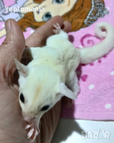 захарна,летяща,торбеста катерица, снимка 4 - Други животни - 52875905