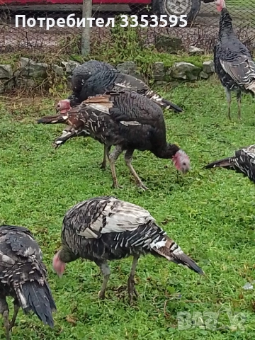 продавам пуйки и пуяци, снимка 2 - Кокошки и пуйки - 52914382