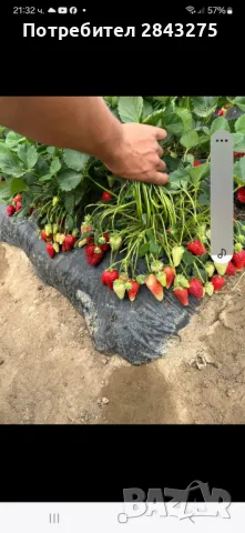 Продавам разсад ягоди , снимка 4 - Сортови семена и луковици - 49694039