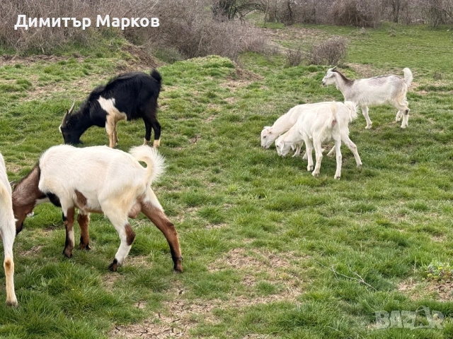 Продавам ЯРЕТА, снимка 2 - Кози - 53923196