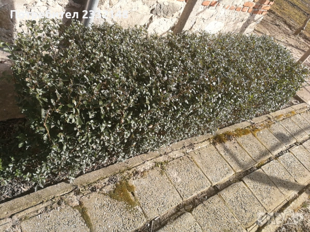 Жив плет разсад продавам 