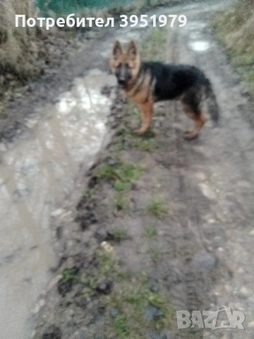 Продавам мъжка немска овчарка, снимка 5 - Немска овчарка - 52170970