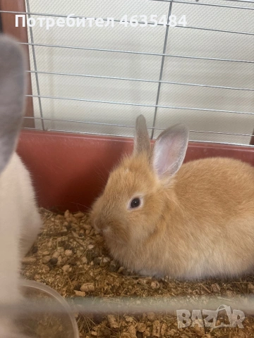 Декоративни зайчета, лъвска глава , снимка 2 - Декоративни зайчета - 53856106