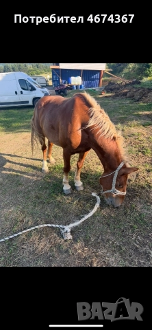 продавам кобила на 4 години кротка и конче на 9 месеца , снимка 3 - Коне - 52731183