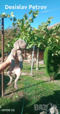 Ваймаранери , снимка 3 - Ваймаранер - 52127018