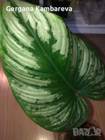 Philodendron Mamei , снимка 5 - Стайни растения - 45532590