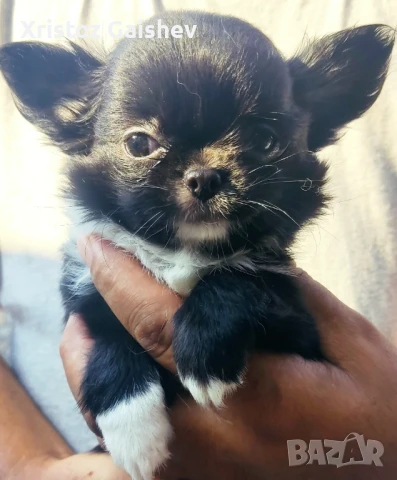 Продавам мъжко чихуахуа , снимка 1
