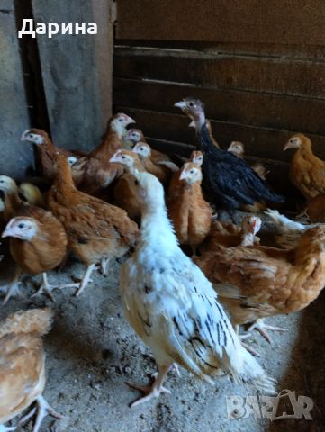 Ярки пилета и пуйчета, снимка 6 - Кокошки и пуйки - 46215741