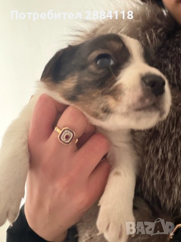 4 бебенца родени на 25.12.2025 търсят грижовни стопани подарявят се само на сериозни грижовни хора  , снимка 6 - Други - 53173183