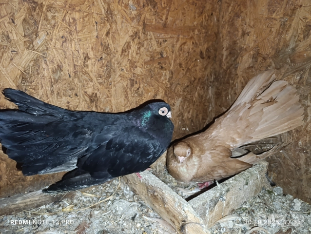 Чифт варненски гълъби 