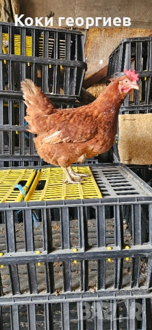 продавам кокошки носачки 