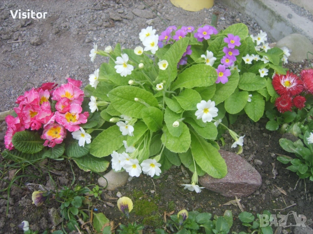 Samsung S830  8 MPx, снимка 14 - Фотоапарати - 54012538