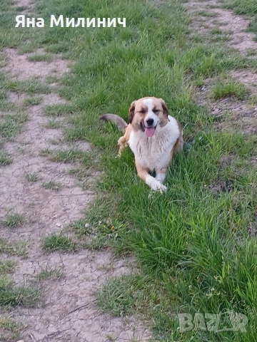 Малка госпожица търси своето семейство , снимка 3 - Други - 53589932