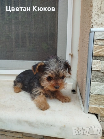 мини йоркширски териер 