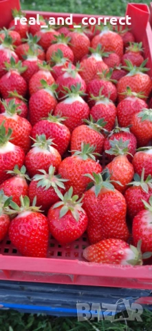 НЕВЕРОЯТЕН СВЕЖ РАЗСАД Ягоди и Малини от Произведител, снимка 4 - Разсади - 53487031