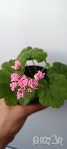 Australian Pink Rosebud , снимка 3 - Стайни растения - 46400810