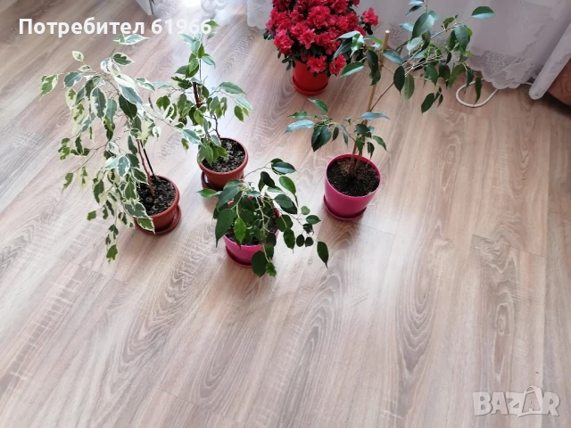Красиви бенжамин шарен и зелен! , снимка 3 - Стайни растения - 50695635