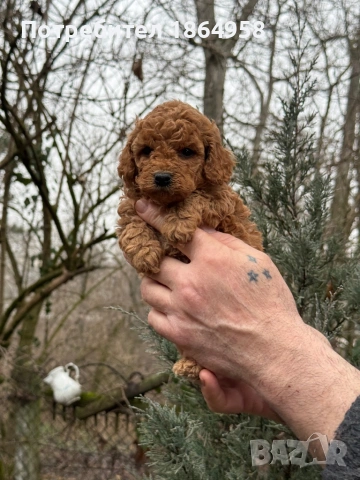 Мини ТОЙ ПУДЕЛ Доставка, снимка 6 - Пудели - 53489334