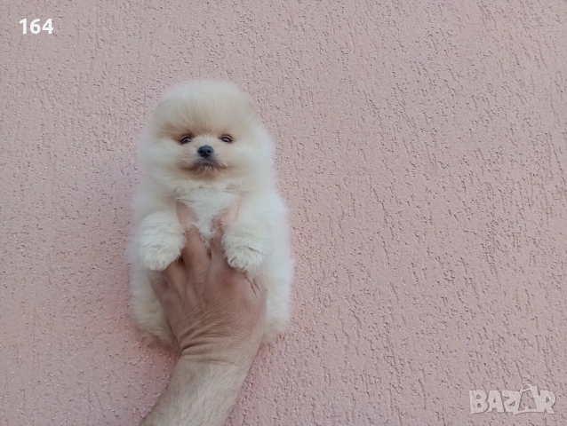 Померани. Реални снимки! , снимка 8 - Померан - 54122878