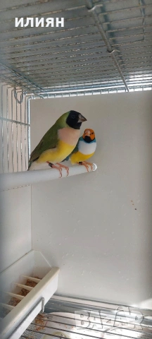 Чифт Гулдови . Японски амадини , снимка 3 - Амадини - 53662690