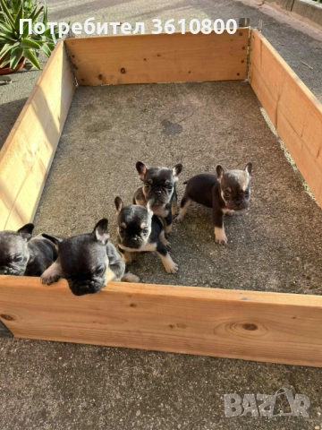 малки кученца френски булдог, снимка 3 - Други - 52531465