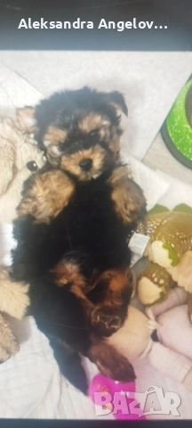 Мини Йорки  Роки, снимка 4 - Йоркширски териер - 52453499