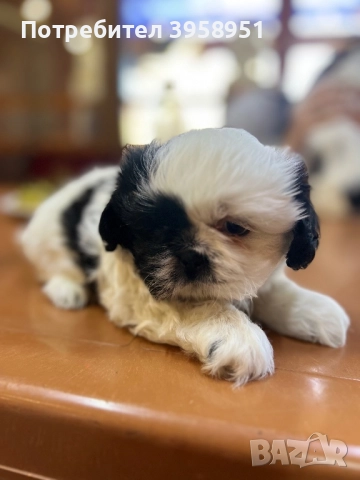 Уникално Ши Тцу бебе, снимка 1