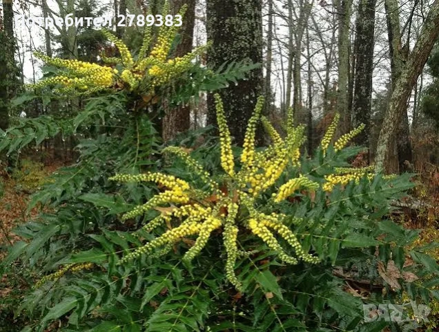 Махония, снимка 3 - Градински цветя и растения - 53451323