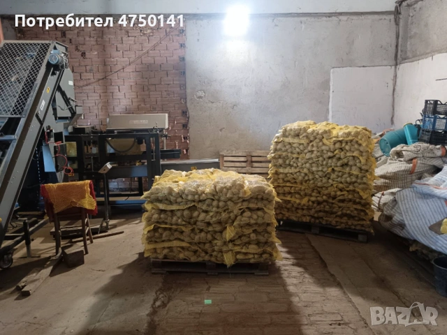 Картофи сорт "Сорая" , за консумация и семе, снимка 3 - Сортови семена и луковици - 53646066