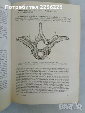 Анатомия на човека, снимка 2 - Специализирана литература - 47319367