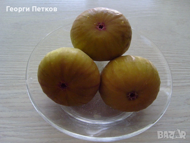 Фиданки на Бяла смокиня с височина 50-60 см. , снимка 5 - Градински цветя и растения - 53476607